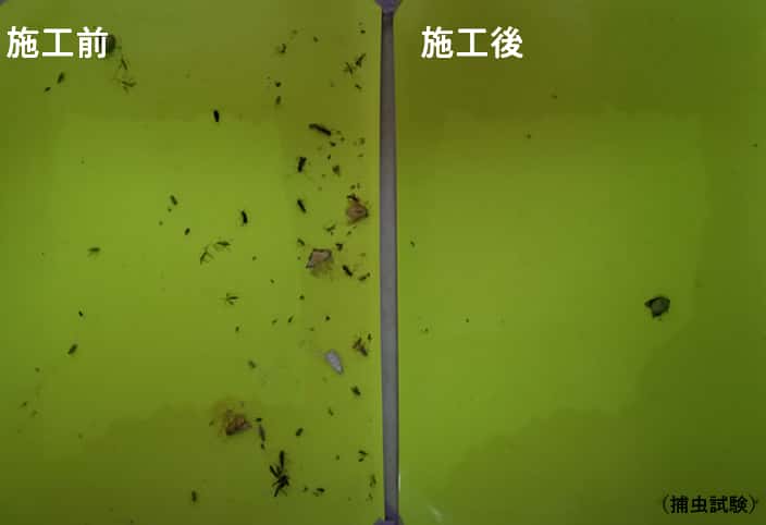 防虫コーティングの捕虫試験（施工前／施工後）